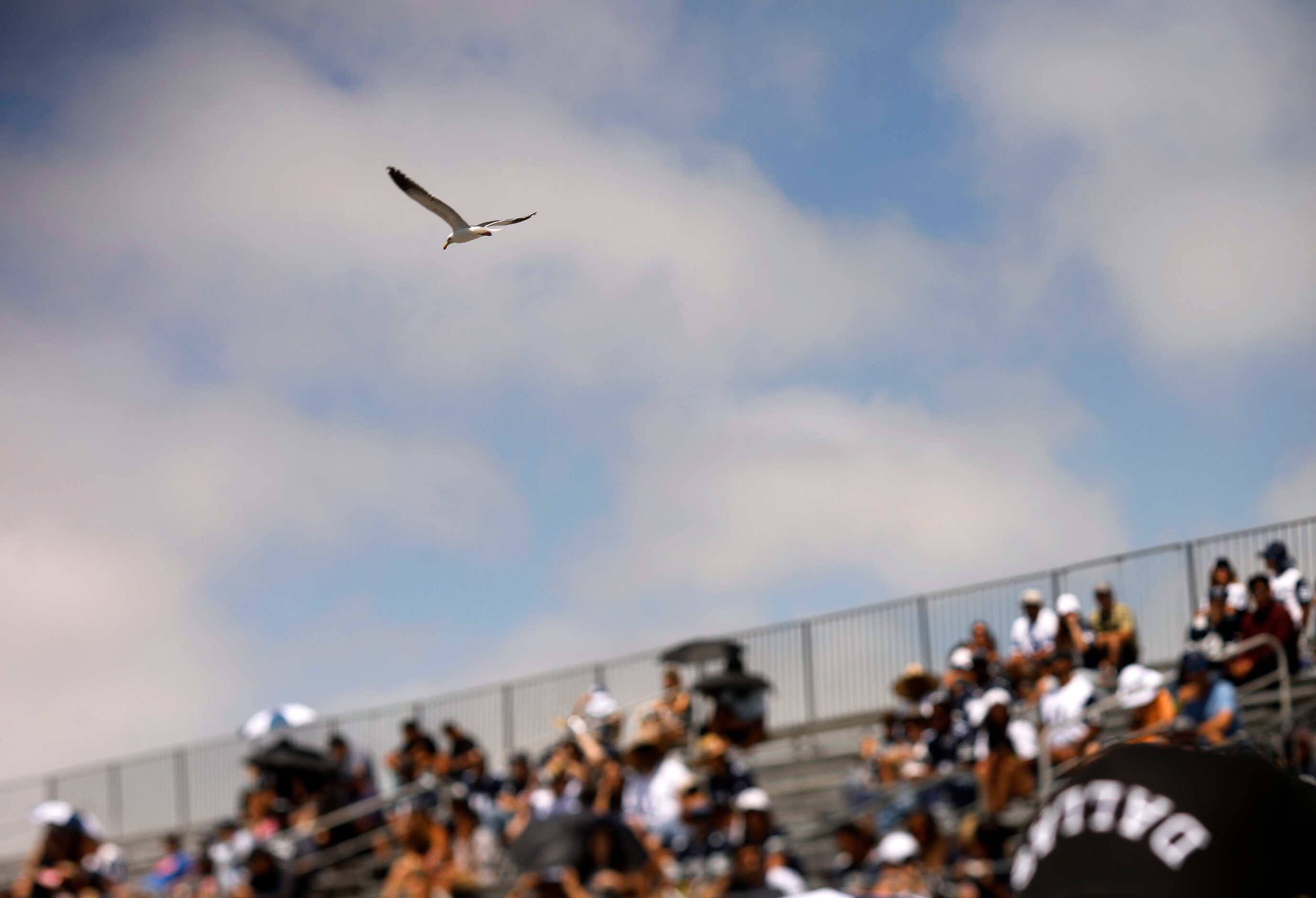 A seagull glides over the stands filled with Dallas Cowboys fans who watch training camp...