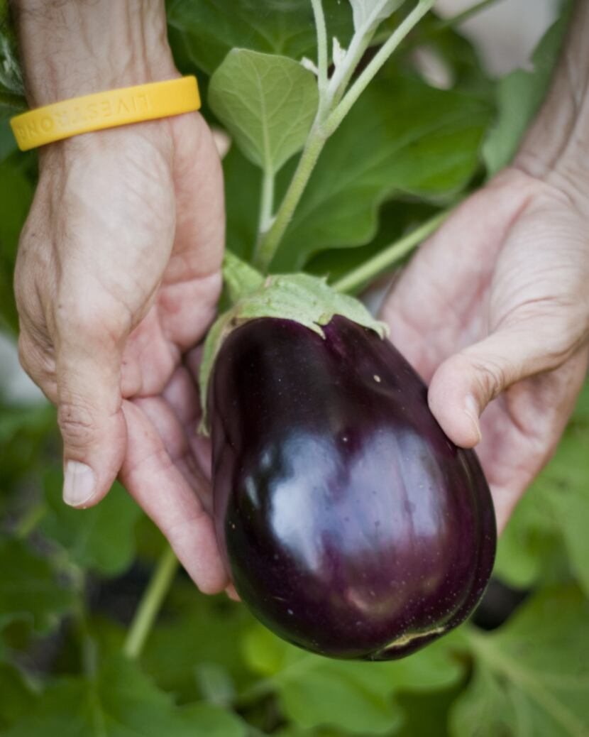 Natale harvests an eggplant from the crop planted in the spring. His vegetable garden...