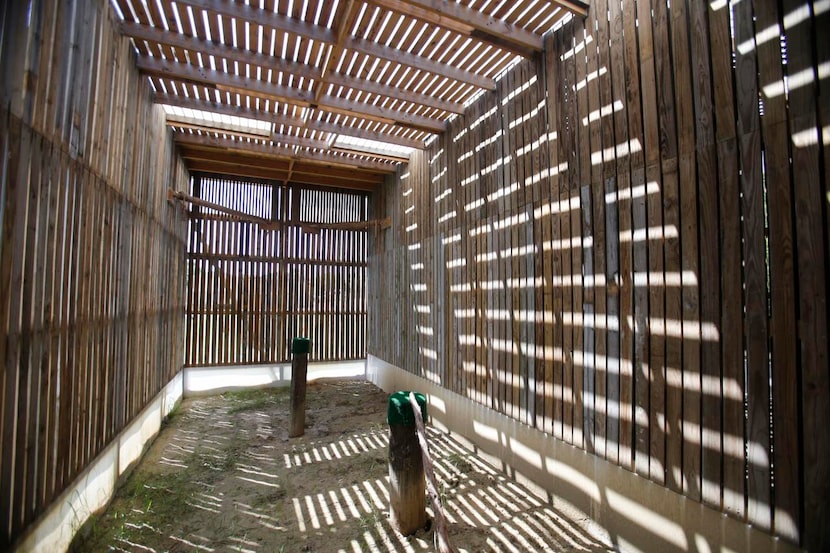 
The inside of a medium flight cage is seen during a tour at the Blackland Prairie Raptor...