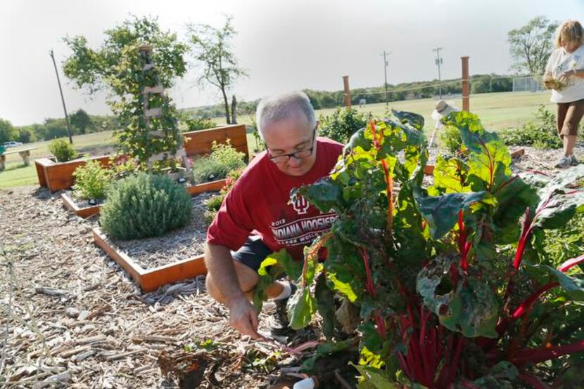 
Collin County master gardener Bruce Batman tidies a vegetable plot holding Swiss chard,...
