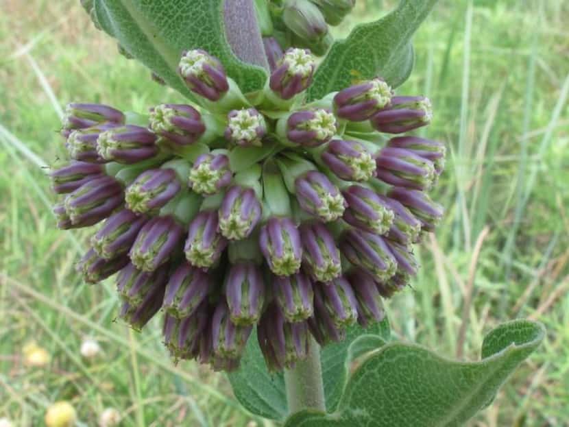 
Green milkweed, also called comet milkweed (Asclepias viridiflora) develops 20 to 80 pale...