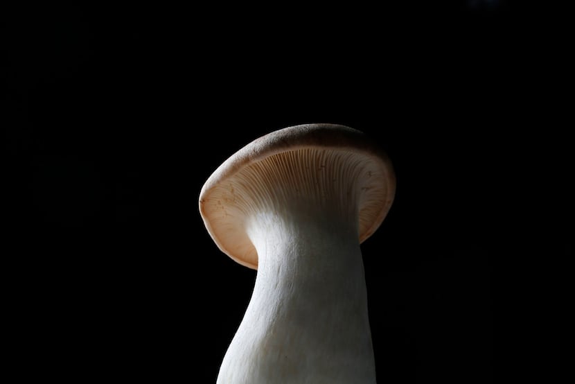 A king oyster mushroom 