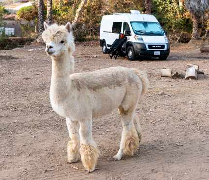 Everything from alpaca farms to wineries have signed up to be part of the Harvest Hosts...