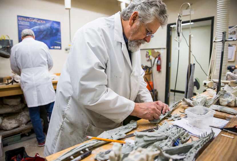 SMU paleontologists Louis Jacobs (left) and Michael Polcyn prepare Angolan mosasaurs, or...