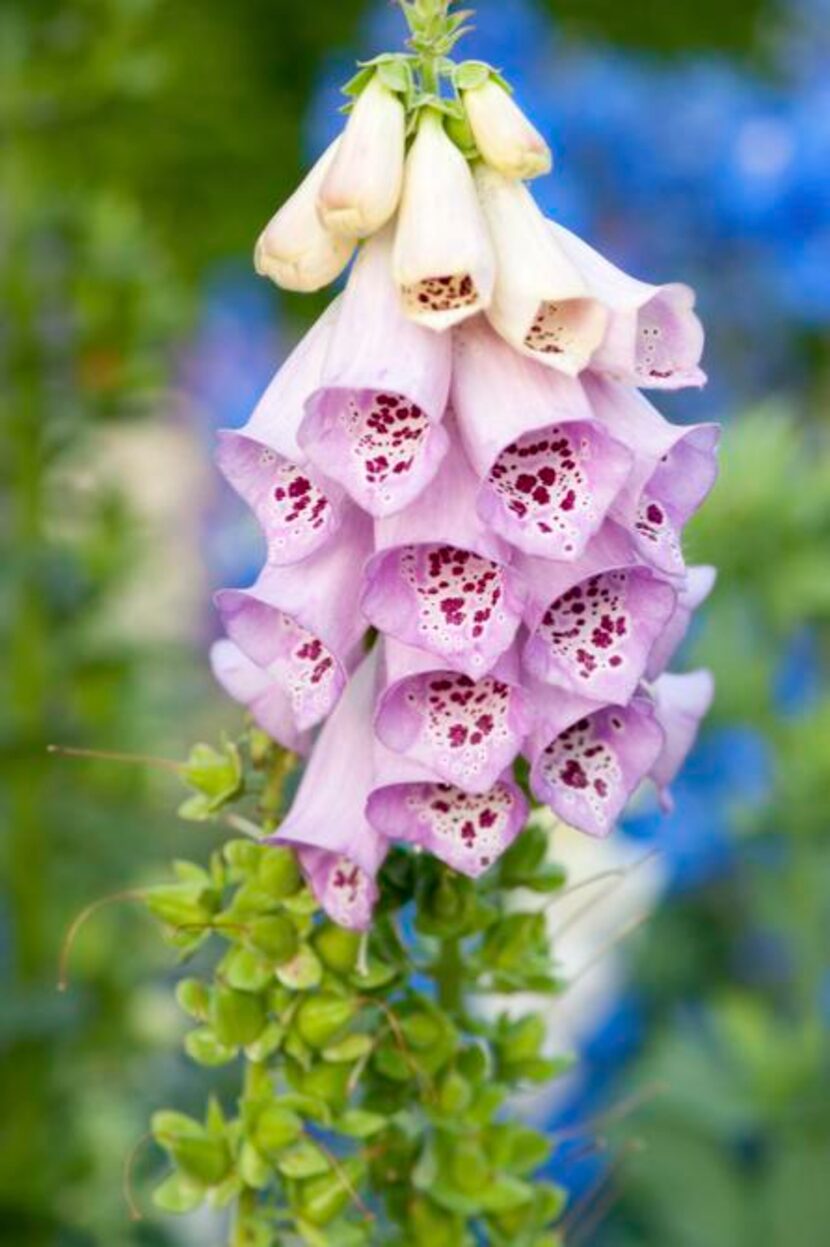 
In Tacoma, near Seattle, foxgloves are considered weeds by many there because they self-sow...