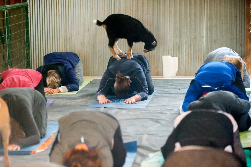 Yoga participants interact with baby goats during a baby goat yoga session in Kentucky. Goat...