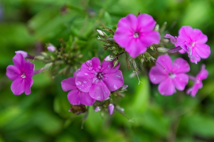 A Texas native, Victoria Garden Phlox, is one of the many plants currently blooming in the...