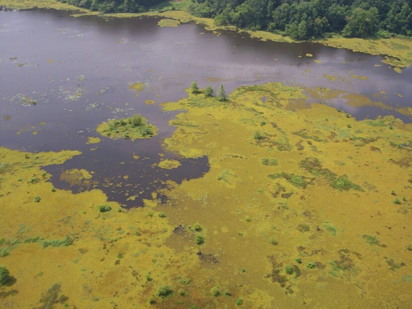 Left unchecked, giant salvinia can consume big surface areas in short order. The noxious...