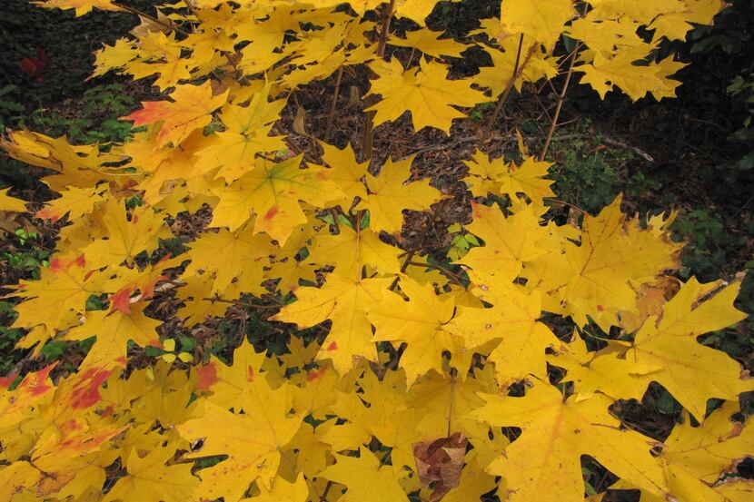 Bigtooth maple trees typically have yellow or golden fall color. They can be easily grown in...