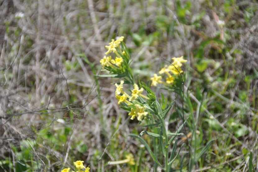 
Fringed puccoon (Lithospermum incisum) is a species of flowering plant in the borage...