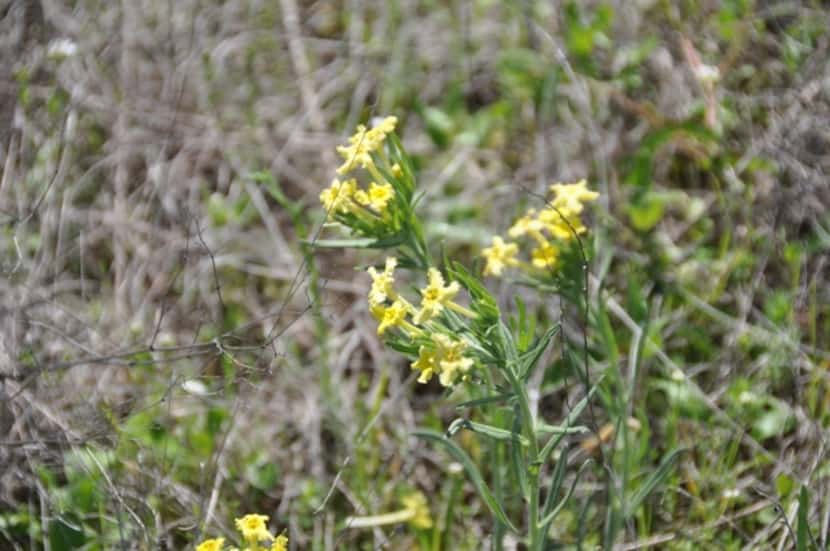 
Fringed puccoon (Lithospermum incisum) is a species of flowering plant in the borage...