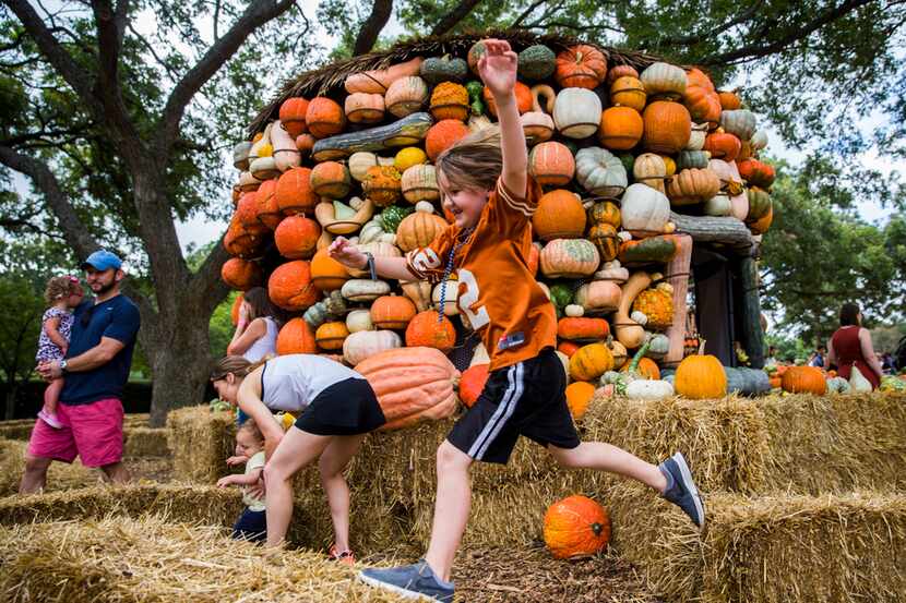 Isaac Wood, 6, jumps through the hay maze in the pumpkin village at the Dallas Arboretum's...