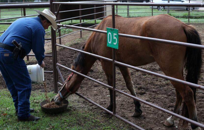Sheriff's Deputy Paul Stroud feeds a mustang at the sheriff's Kennedy Livestock Center in...