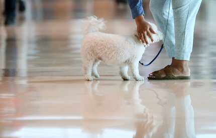 Shanir Richmond reaches to pet her support dog, Henny, while waiting in the baggage claim...