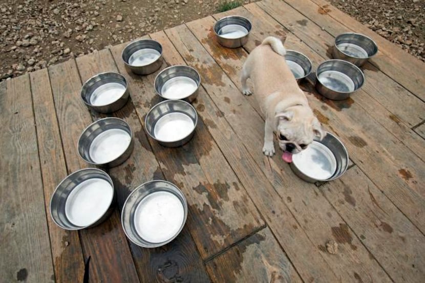 
Tyson surveys the water bowls at Mutts in Uptown, which has walkable streets and plentiful...