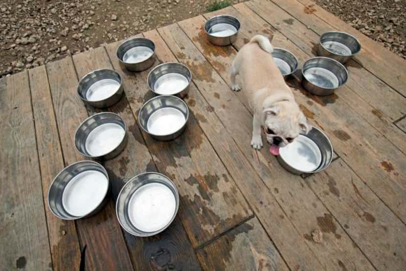 
Tyson surveys the water bowls at Mutts in Uptown, which has walkable streets and plentiful...