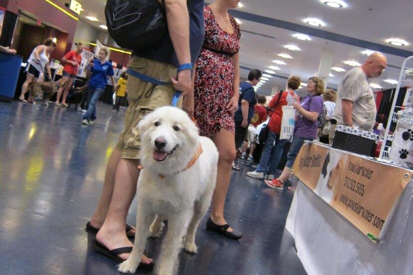 
This weekend’s Dallas Pet Expo will feature chances to shop, learn, adopt and play.

