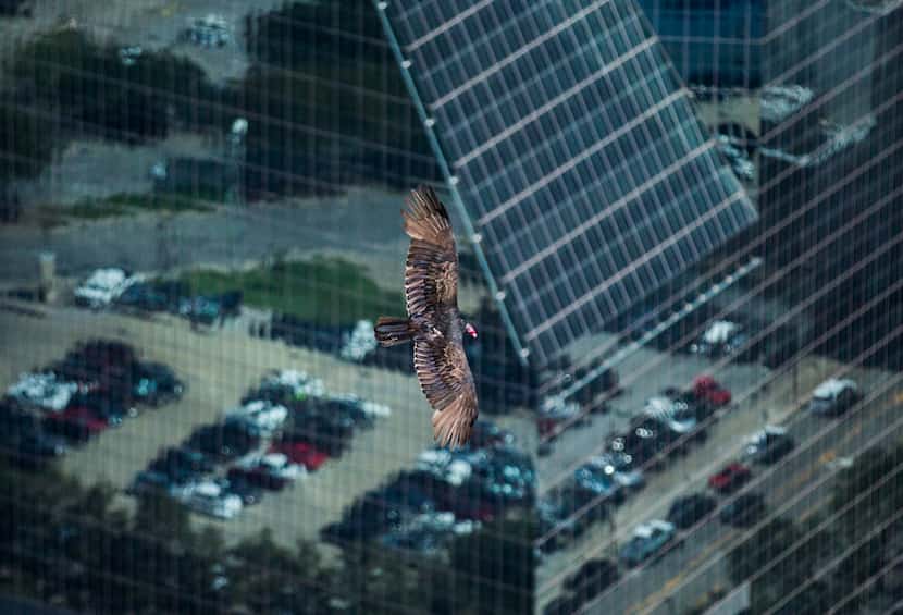 A turkey vulture flies past the mirrored Fountain Place tower, as seen from the 69th floor...