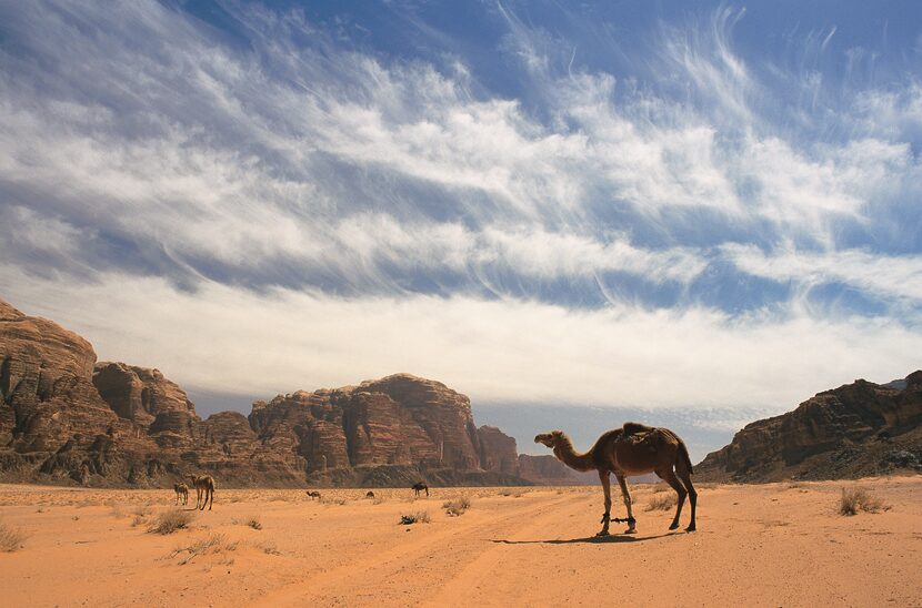 The term “wadi” refers to a valley carved by water. Wadi Rum is the largest in Jordan,...