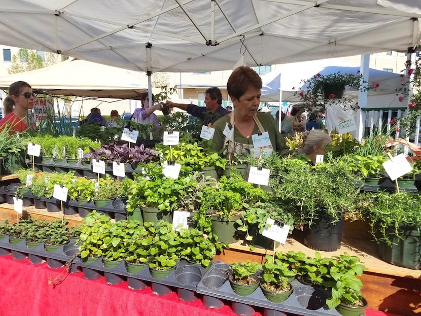 A merchant sells herbs and greens at the Covington Farmers Market in Covington, La. The...