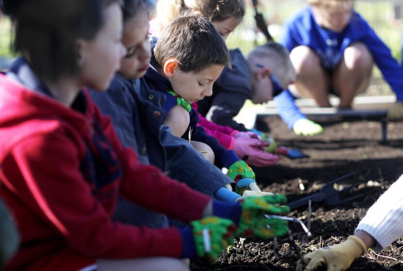 Children weed a flower bed at Frisco Family Services' Community Garden in Frisco, Texas.