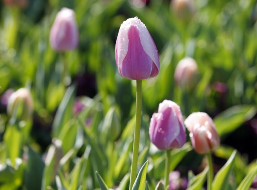 'Ollioules' tulip is a Darwin hybrid, an early-blooming class.