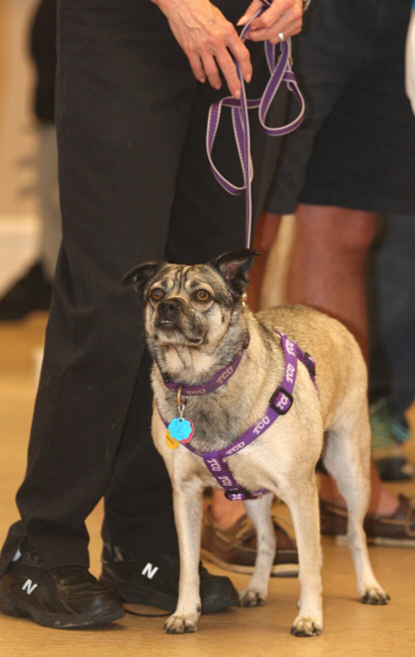 The dog of the day was Hope, a pug mix who was near death when she was found a year ago. Now...
