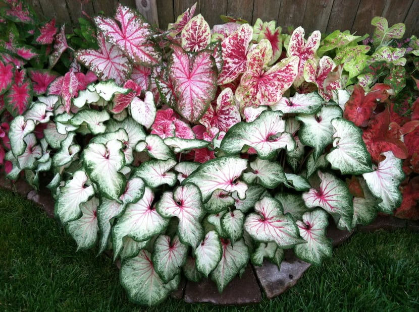 Select caladium varieties for a pot that will stay below 2 feet tall.