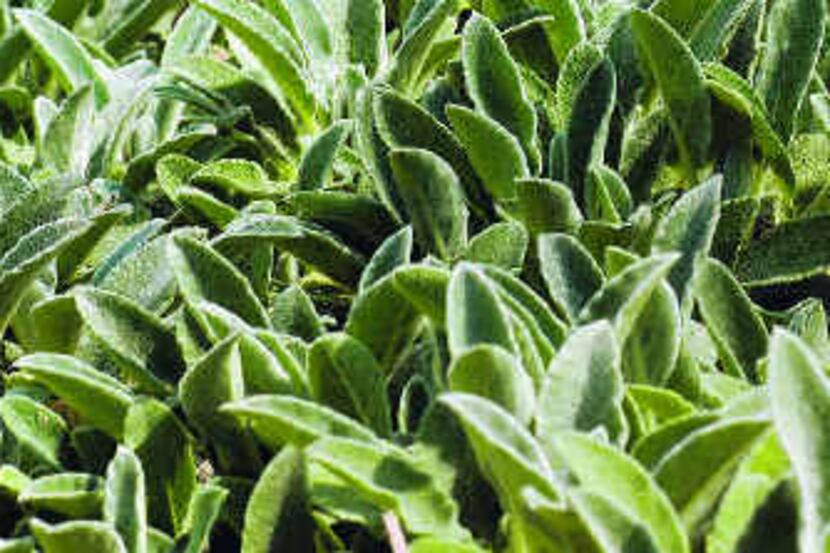  Try a different ground cover, such as (from top) lamb's ear, Mexican feather grass or sedum. 