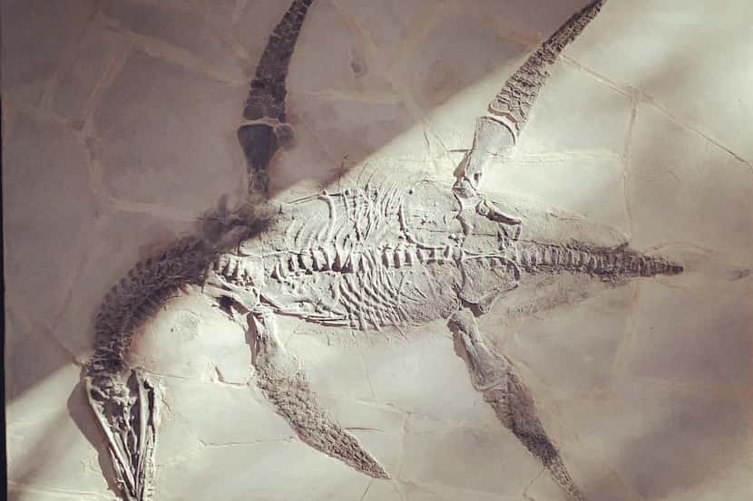 El Museo del Desierto realizó estudio del Mauriciosaurus fernandezi, nuevo género y especie...