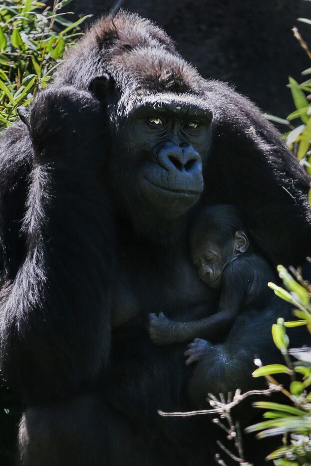 Megan, a 13-year-old critically endangered Western lowland gorilla, holds her one-week-old...