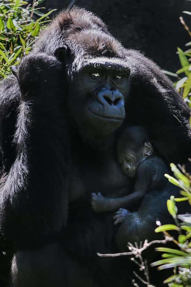 Megan, a 13-year-old critically endangered Western lowland gorilla, holds her one-week-old...