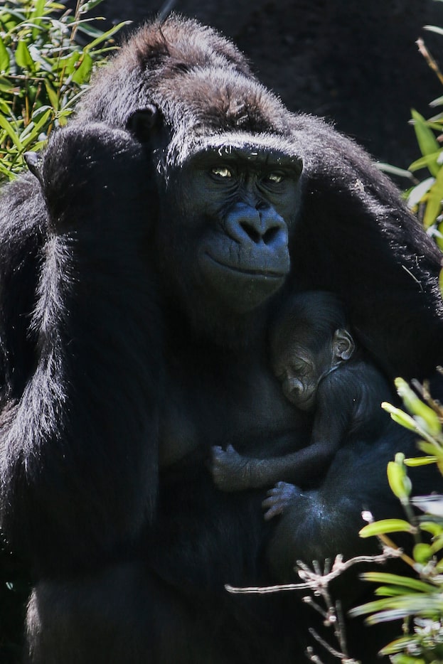 Megan, a 13-year-old critically endangered Western lowland gorilla, holds her one-week-old...