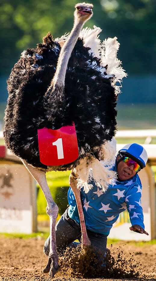 Jockey Alex Alvarado falls at the finish line as he rides an ostrich to victory during...