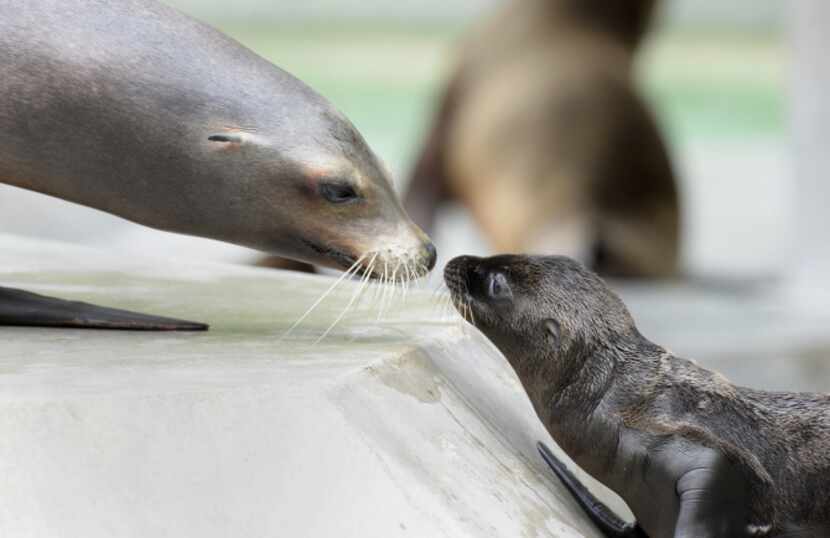 A young sea lion plays with his mother in their enclosure at the zoo in Munich, southern...
