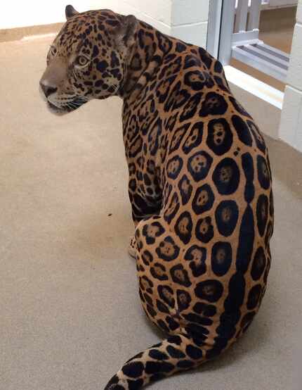 Jax, a male jaguar, and one of two staying at the Dallas Zoo while crews work to repair and...