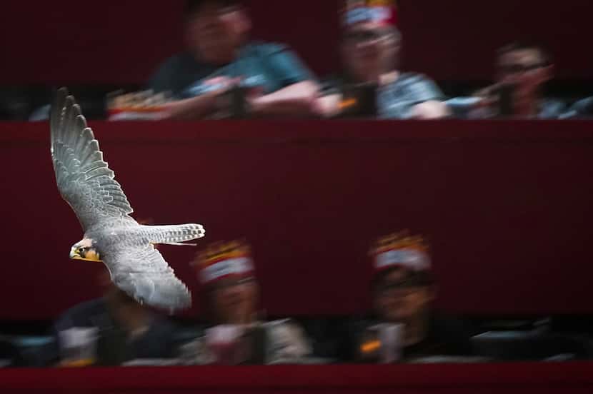 A falcon flies over the crowd during a dinner show at Medieval Times in Dallas. The company...