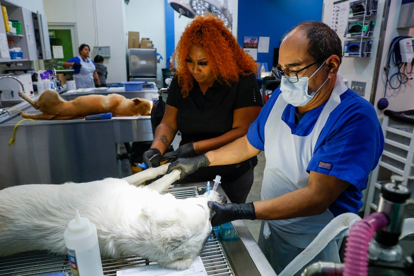 Animal keeper Keoshia Tucker, left, and veterinary assistant Artemio Rebollar prepare a dog...