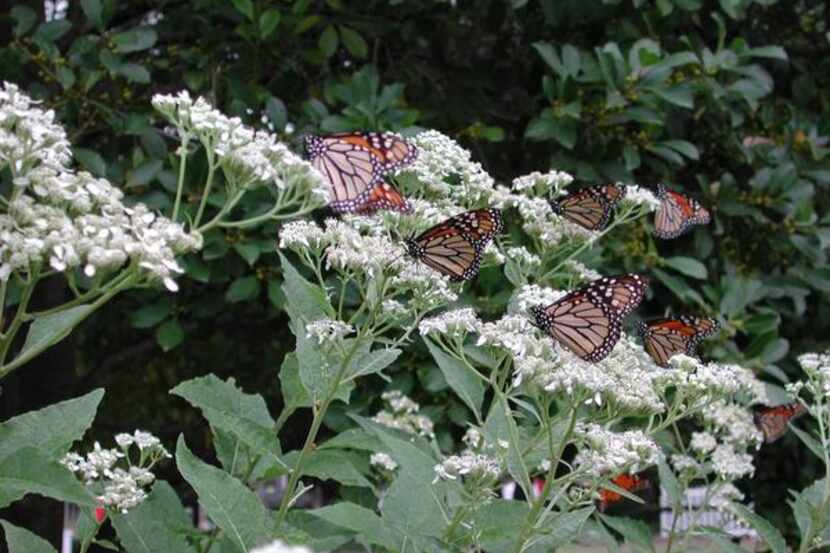 
In the fall, monarchs  gather on frostweed flowers by the dozens. Until then, the plant has...