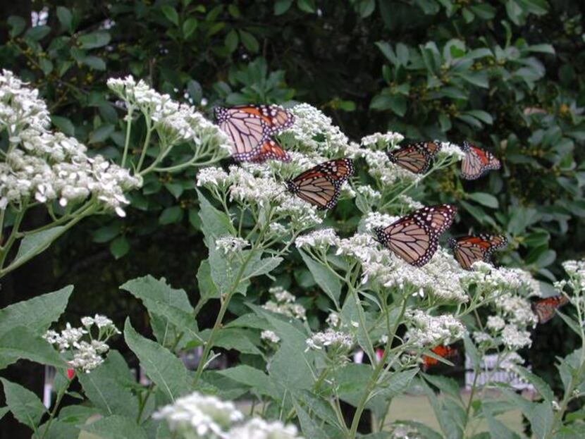 
In the fall, monarchs  gather on frostweed flowers by the dozens. Until then, the plant has...