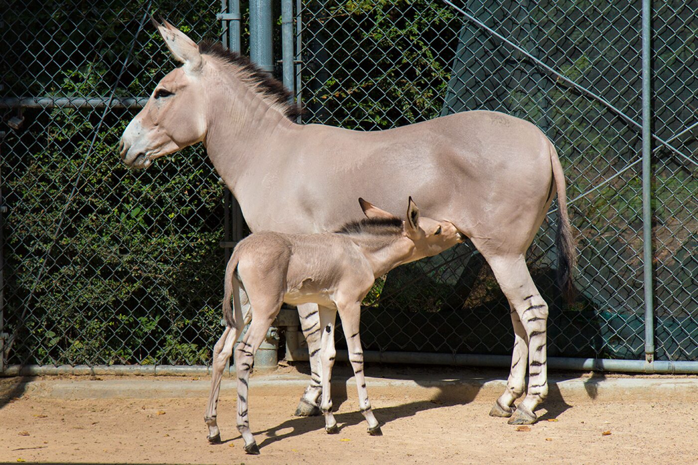 Naima nurses in the behind-the-scenes exhibit at the Dallas Zoo. Kalila was born July 9 and...