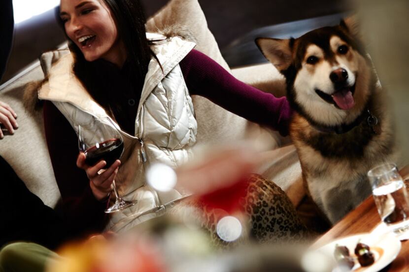 The Little Nell, Aspen, hosts dogs for Yappy Hour in both living room and lobby.