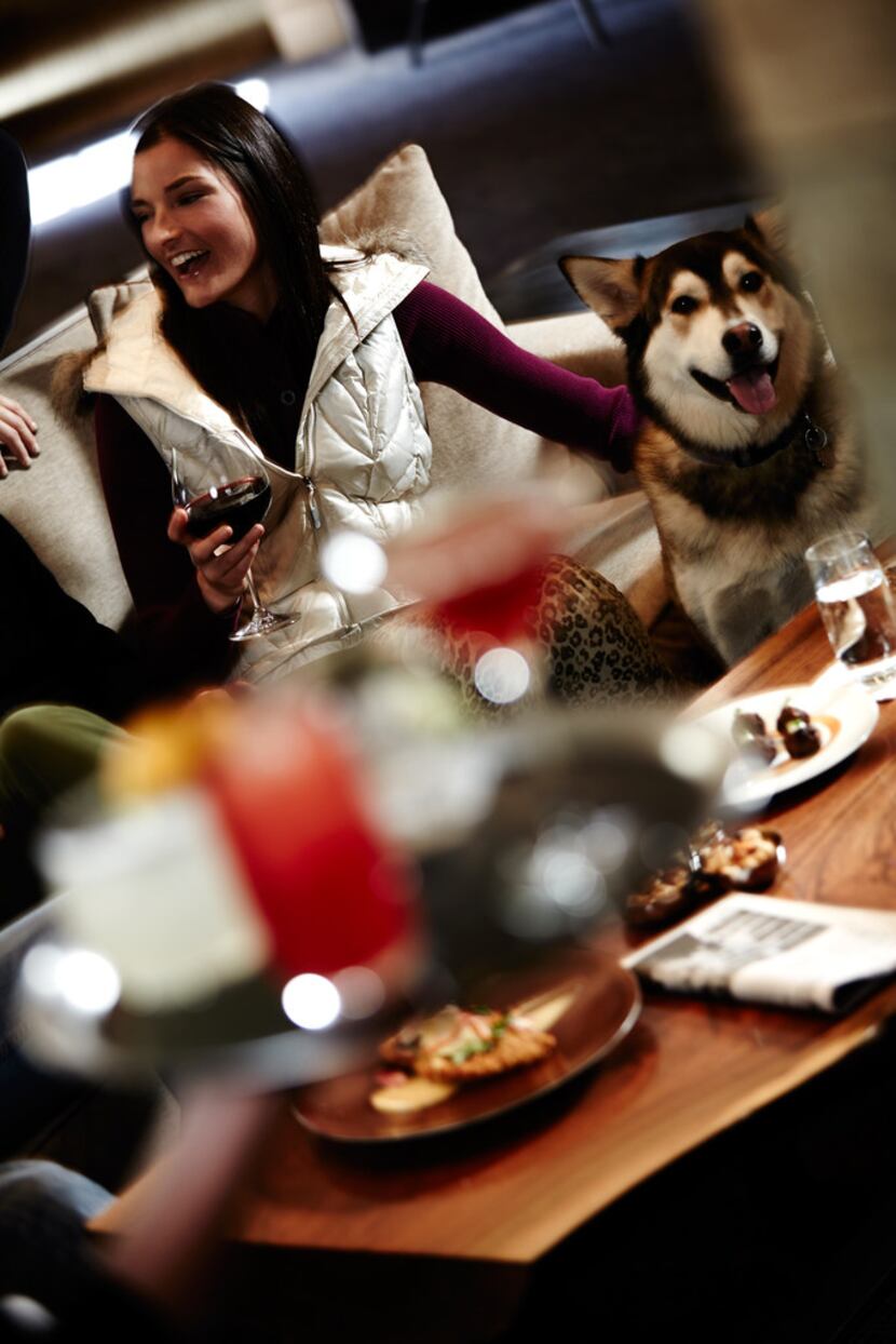 The Little Nell, Aspen, hosts dogs for Yappy Hour in both living room and lobby.
