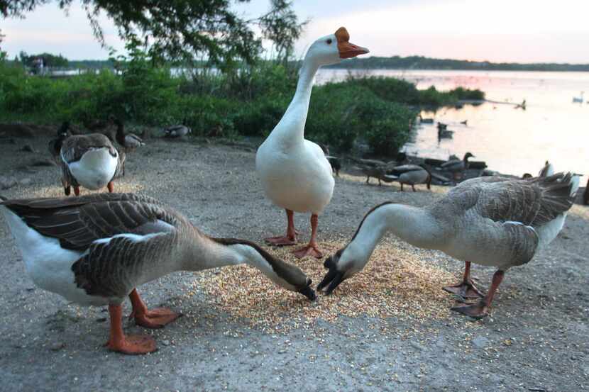 A trio of geese feed on the hen scratch laid out by Charles Russell at White Rock Lake's...