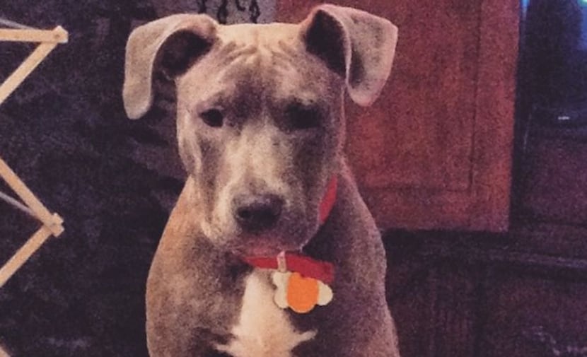Dak Prescott's dog (via Instagram).