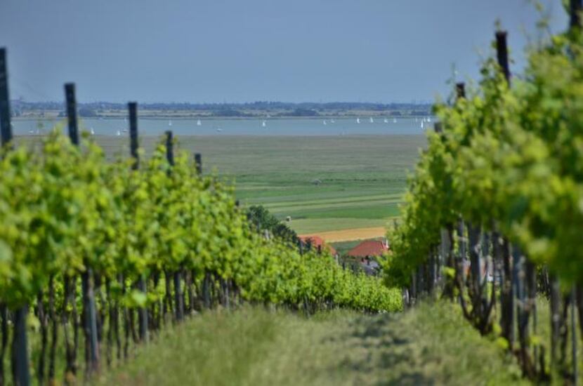
Rows of grapevines in a vineyard lead to Austria’s Lake Neusiedl, a World Heritage site...