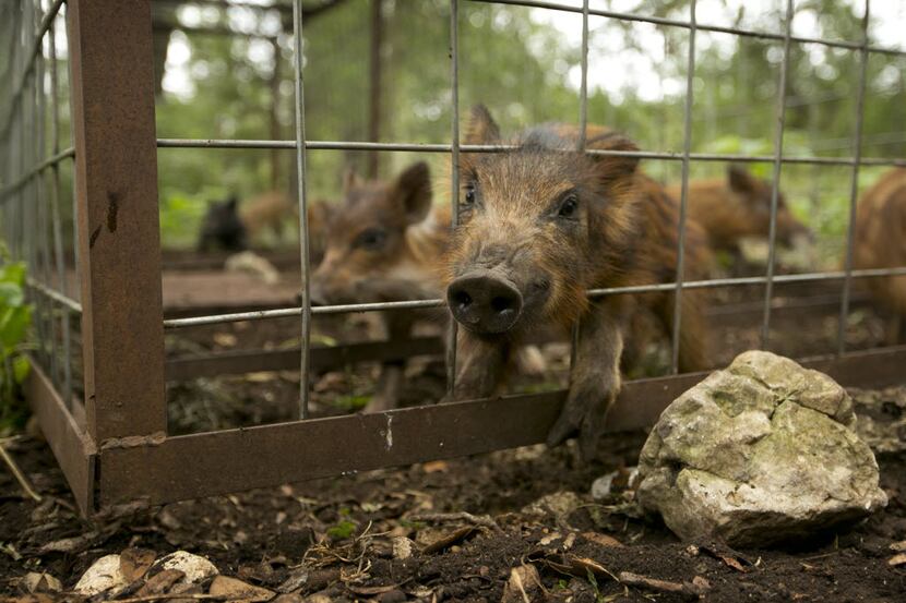 A sow and her ten piglets are caught in a trap in northwest San Antonio on Thursday July 17,...