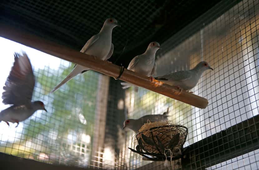 Diamond doves inside the aviary at Mariana Greene's home.