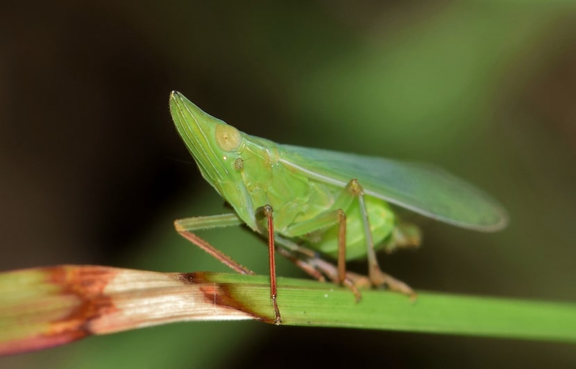 Leafhopper