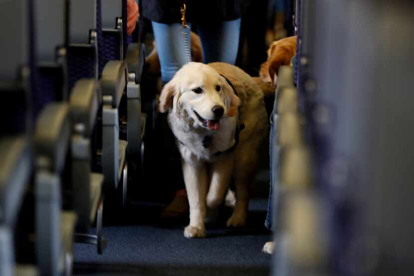 A service dog strolls through the aisle of a United Airlines plane while taking part in a...